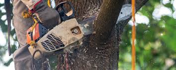 Best Tree Fertilization  in Butler, WI