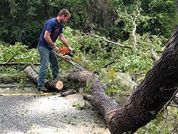 Best Tree Removal Service  in Butler, WI