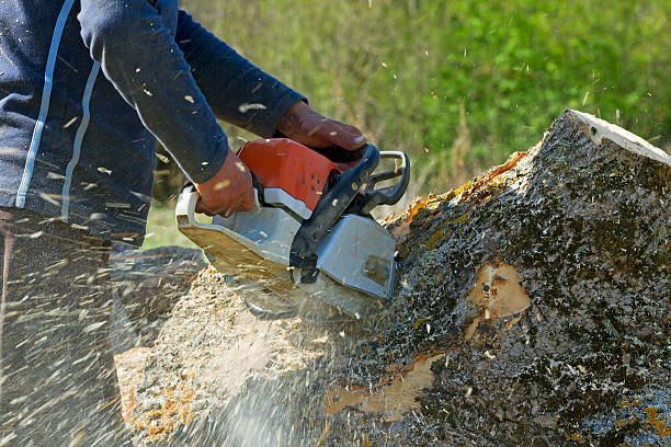 Best Leaf Removal  in Butler, WI