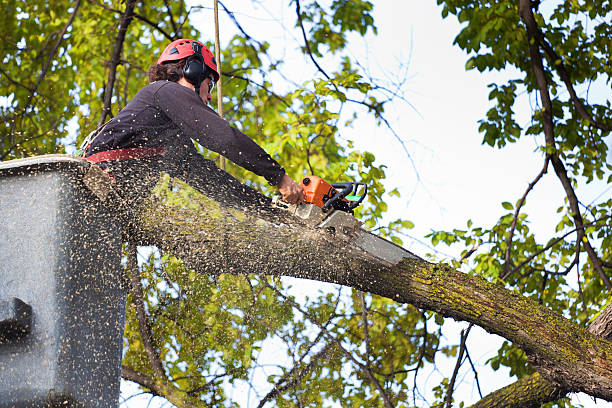 Best Lawn Renovation and Restoration  in Butler, WI